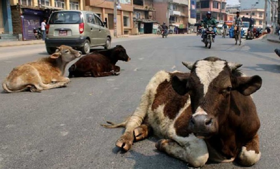 निषेधाज्ञाकै वेला सडकका गाई बेपत्ता हुन थालेः संरक्षणकर्मी