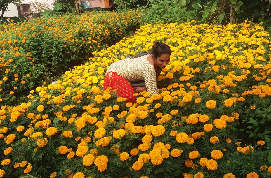 तिहारमा भारतबाट फूल नल्याइने