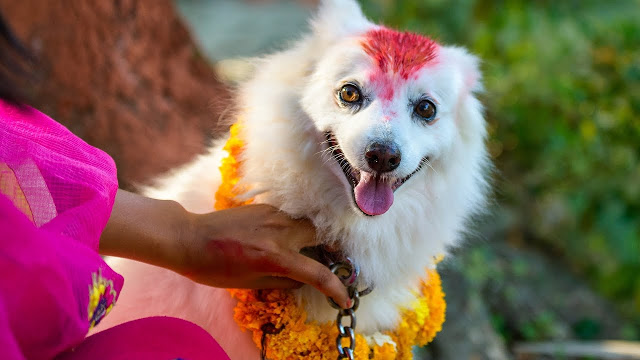 कुकुर तिहार र लक्ष्मीपूजा आज एकै दिन