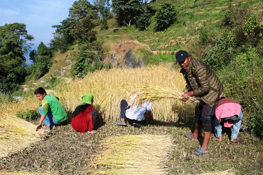 म्याग्दीमा धान उत्पादन बढ्यो