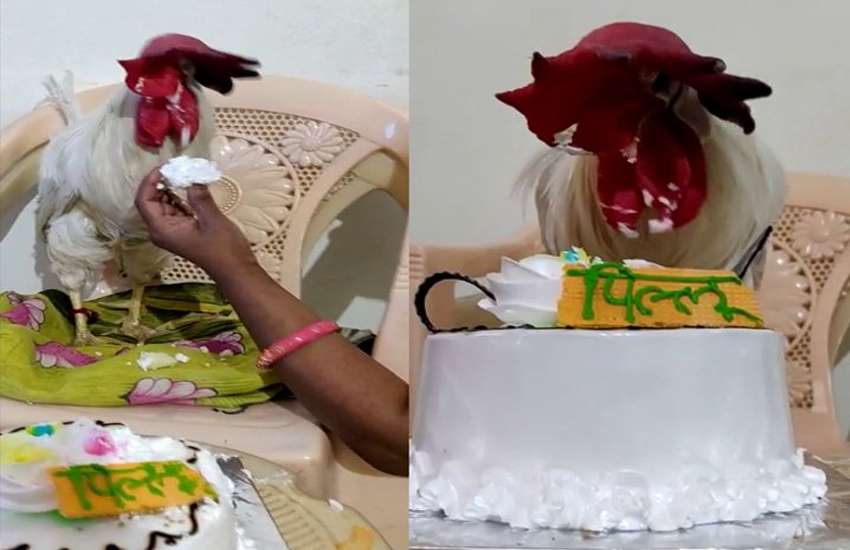 कुखुराको जन्मदिनमा शानदार पार्टी, बर्थ-डे ब्यानर लगाएर काटियो केक