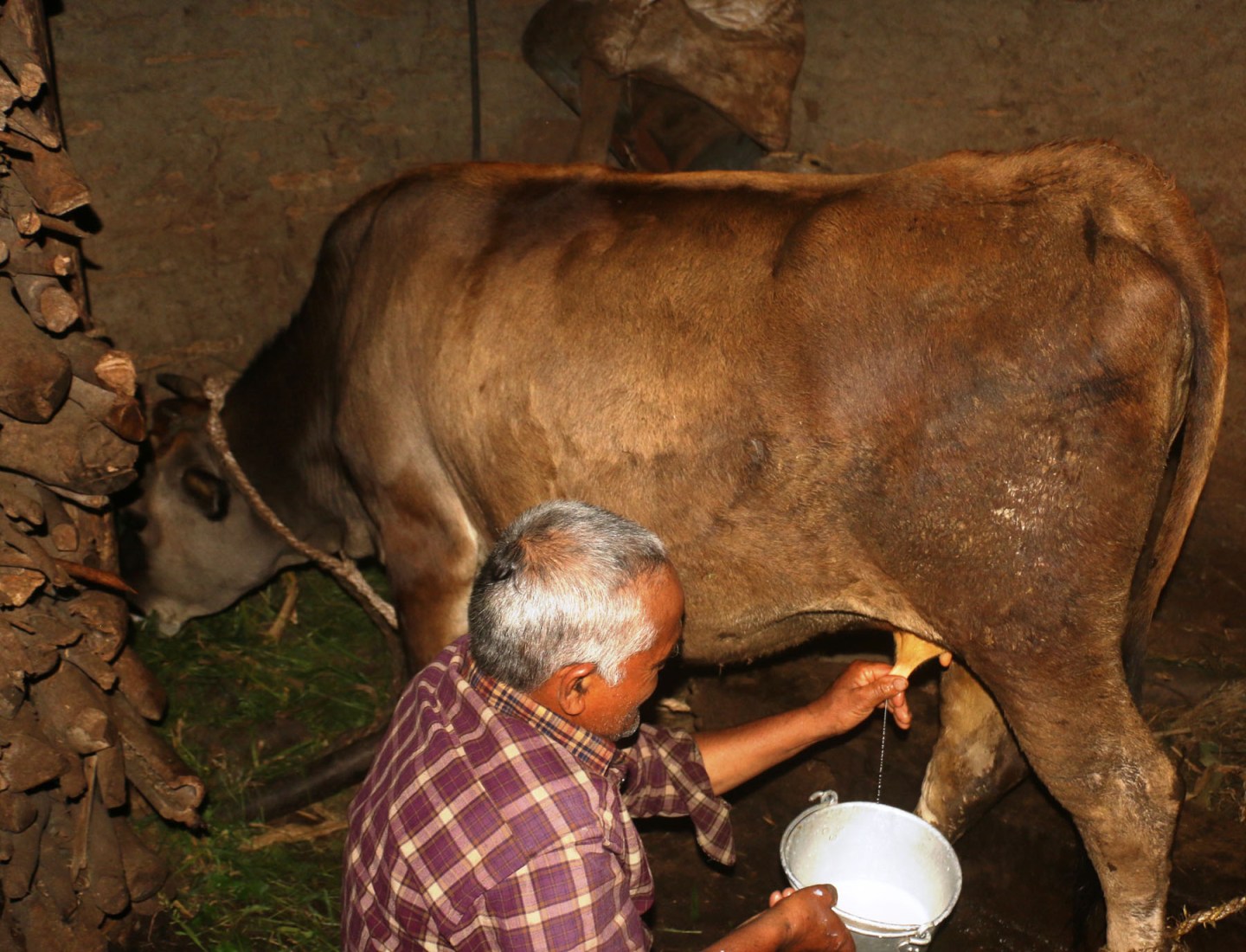 गाईले नब्याउँदै दूध दिन थालेपछि सबै दङ्ग