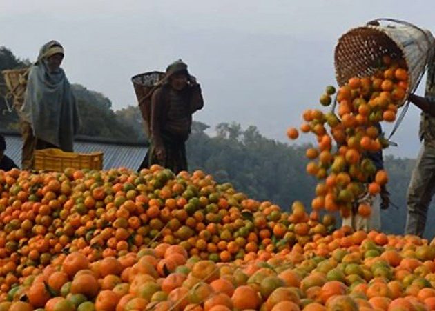 सुन्तलालाई राष्ट्रिय फलफूल घोषणा गर्ने सरकारको तयारी