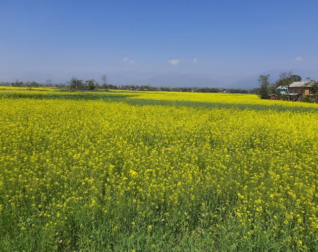 व्यावसायिक तोरी खेती