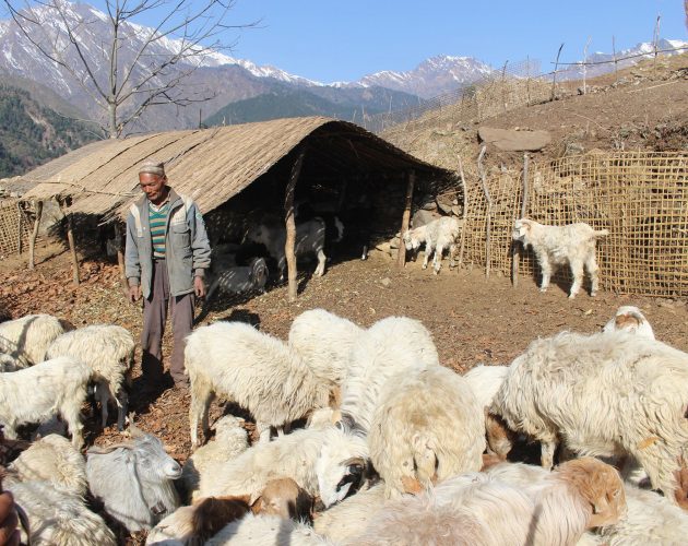 गुर्जामा भेडापालन