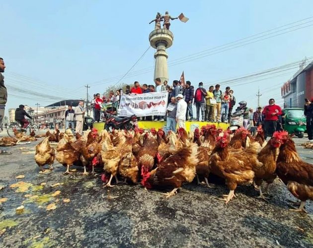 राजमार्गमा अण्डा र कुखुरा फ्याँकेर किसानको विरोध