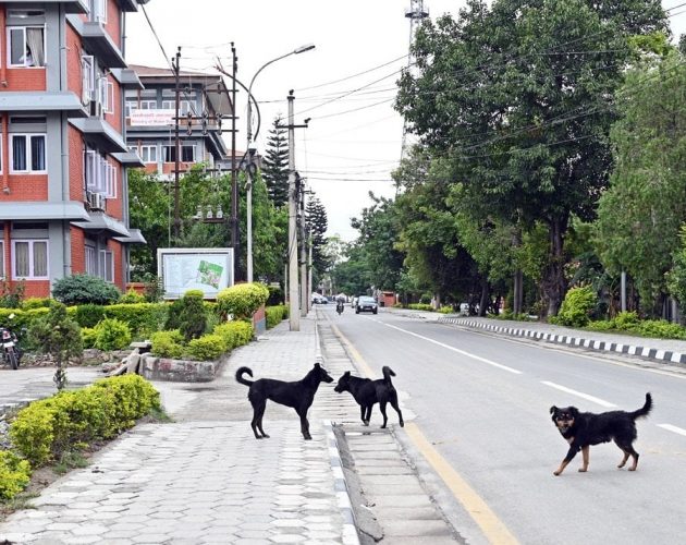 प्रमुख प्रशासनिक केन्द्र सिंहदरबारभित्र कुकुरको बिगबिगी