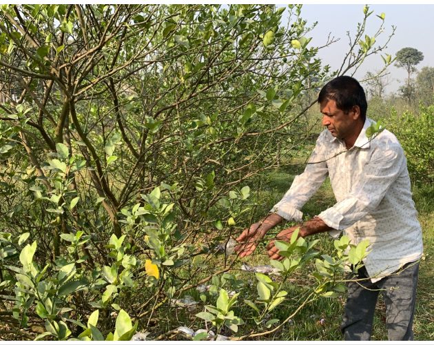 विदेशबाट फर्किएर कागती खेती, कमाइ वार्षिक २० लाख