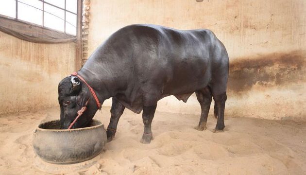 १५ वटा मुर्रा राँगा लिन चार जना भारत जाँदै