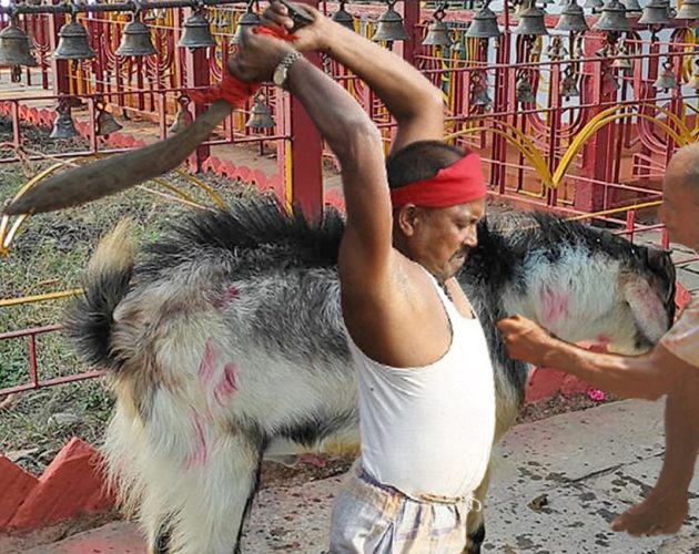 राजदेवी मन्दिरमा १५ हजारभन्दा बढी बोकाको बलि दिइयाे