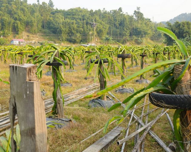 ड्रागन खेतीमा जमेका राजनीतिकर्मी माइतराज लिम्बु