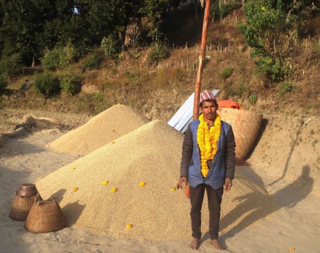 अधियाँ गरेर मकरले फलाए १६८ मुरी धान, पालिकाले गर्‍यो ५० हजारसहित सम्मान