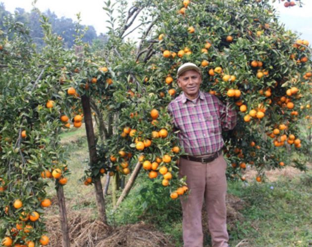 ३७ वर्ष पढाएर सुन्तला खेतीमा लागेका ७१ वर्षे अनन्त