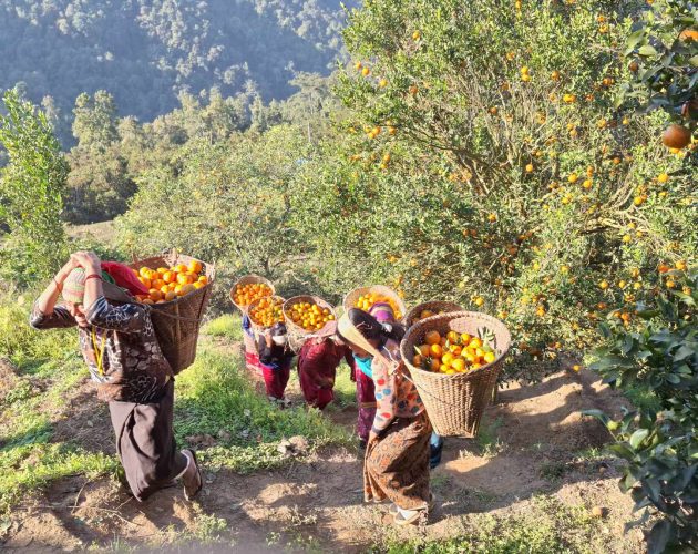 विश्वबहादुरले बेचे एकै सिजनमा पौने करोडको सुन्तला