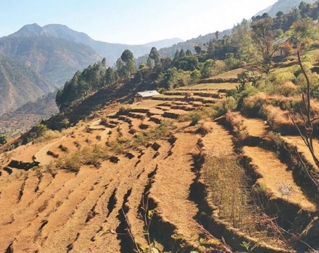 देश छाड्दै युवा, १० लाख हेक्टरभन्दा बढी खेतीयोग्य जमिन बाँझो