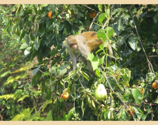 बाँदर आतंक रोक्न केसम्म गरेका छैनन् मानिसले ! तर उस्तै छ रजगज