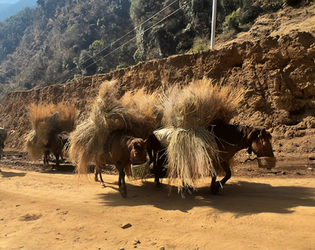 गाउँमा मोटर गुड्न थालेपछि घाँस र मल बोक्छन् खच्चड