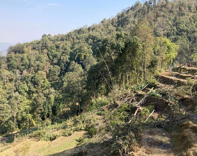 १५ वर्ष साउदी बसेर फर्केपछि गाउँमा झाडी फाँडेर सुन्तलाखेती