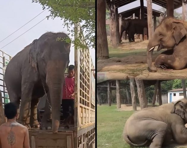 कतार पठाइएको छैन हात्ती, सामाजिक सञ्जालमा अर्कै भिडिओ भाइरल 