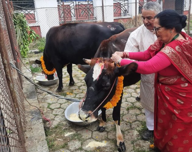 राष्ट्रपतिले गरे गाई पूजा